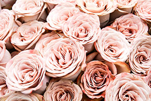 What To Do With Rain On Your Wedding Day