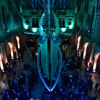 Natural History Museum offers refurbished Hintze Hall as wedding space Hintze Hall