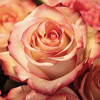 Wedding style - coral coloured roses Wedding style - coral coloured roses