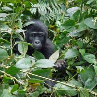 5 Amazing Honeymoon Adventures Gorillas