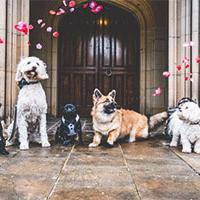 Dog wedding Dog wedding
