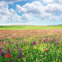 Picking your own wedding flowers is back in bloom wedding flowers