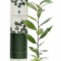 The Present Tree The Present Tree